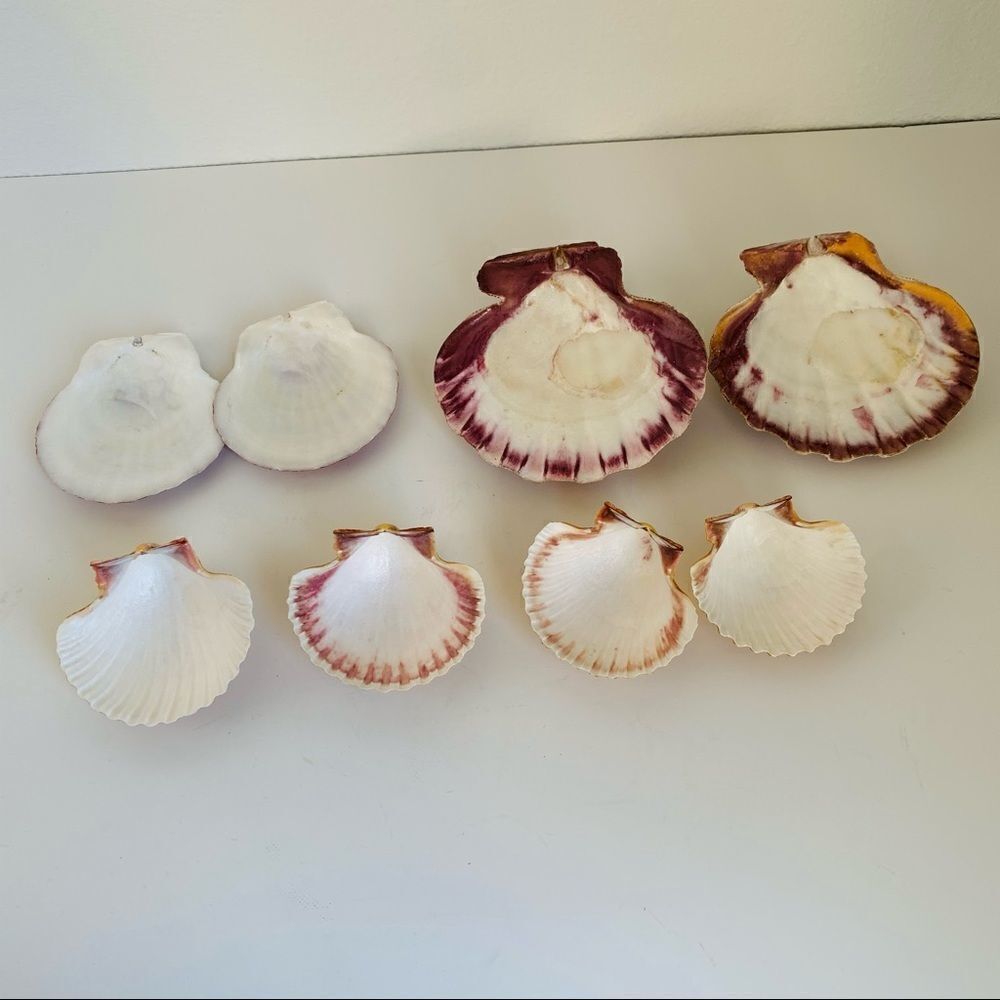 Sea Shells Lot of 8 - Picture 2 of 2